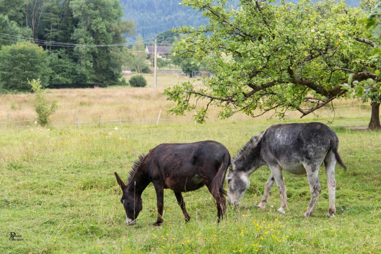 Saint-Michel-sur-Meurthe Roulotte Le Temps De Rever Bed & Breakfast エクステリア 写真