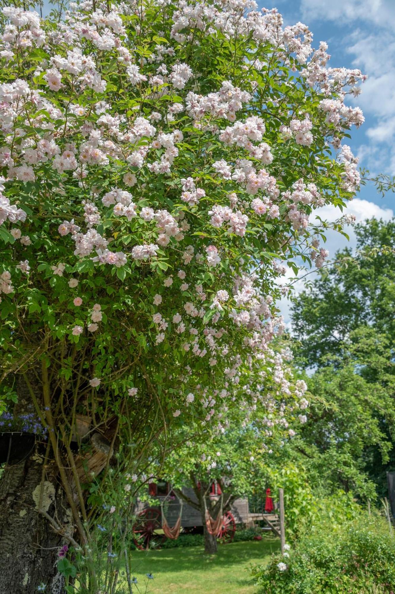 Saint-Michel-sur-Meurthe Roulotte Le Temps De Rever Bed & Breakfast エクステリア 写真