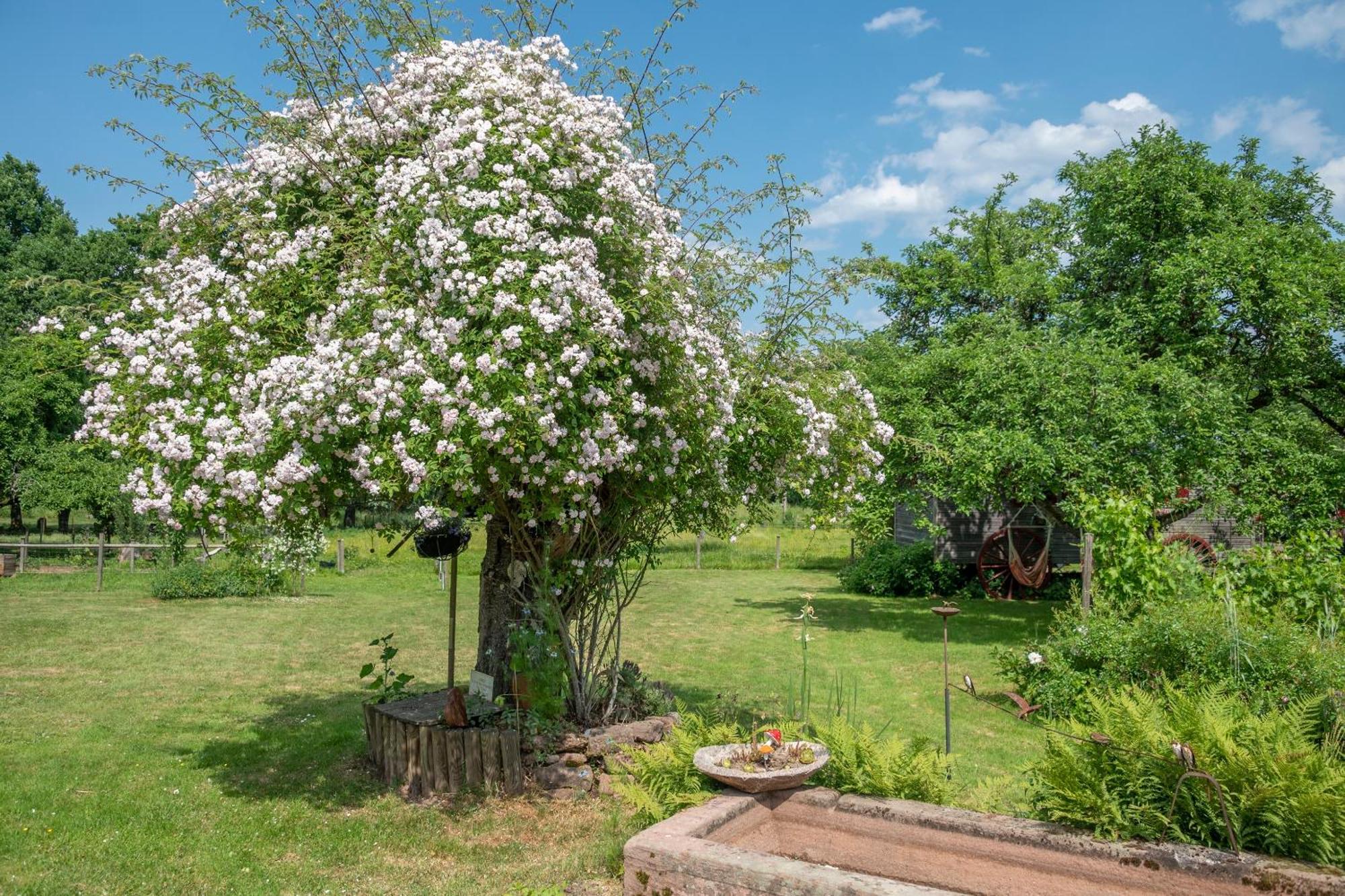 Saint-Michel-sur-Meurthe Roulotte Le Temps De Rever Bed & Breakfast エクステリア 写真